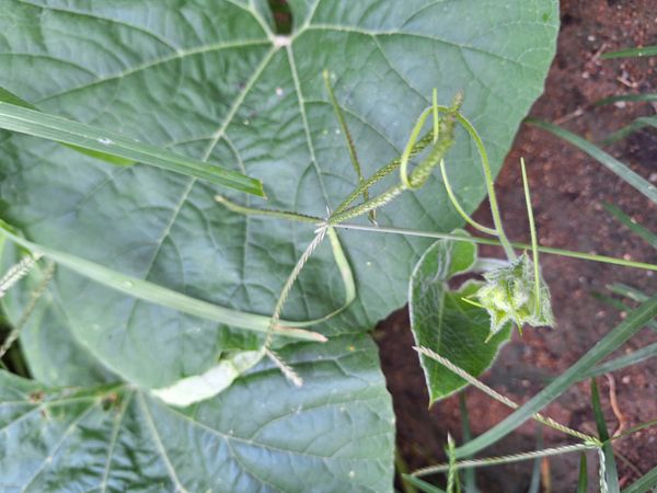 Identificação da planta Cabaça por foto
