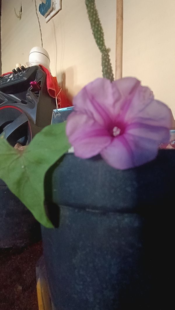 Identificação da planta Salsa-brava por foto