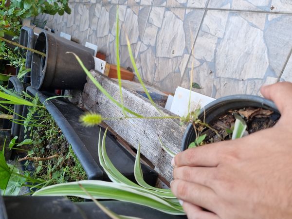 Identificação da planta Capim-colchão por foto