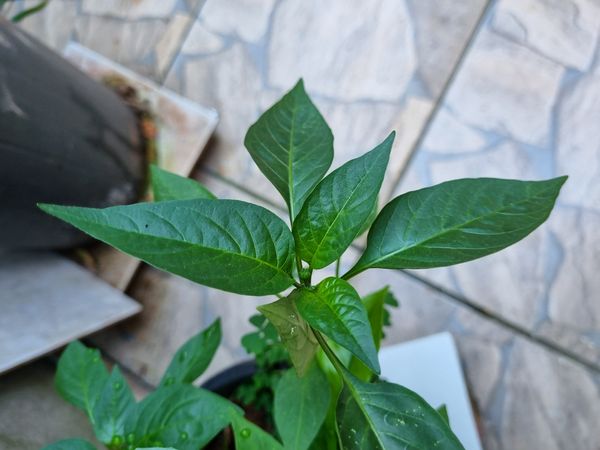 Identificação da planta Malagueta por foto