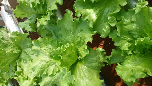 Identificação da planta Alface por foto