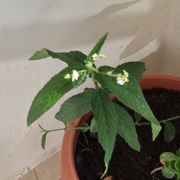Identificação da planta Carrapicho-de-folha-larga por foto