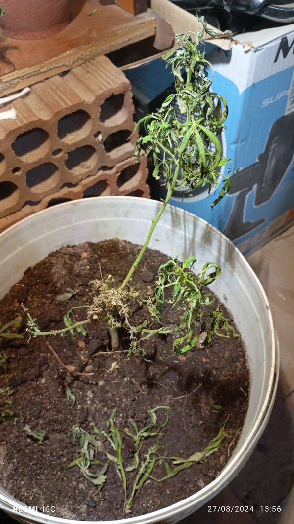 Identificação da planta Maconha por foto
