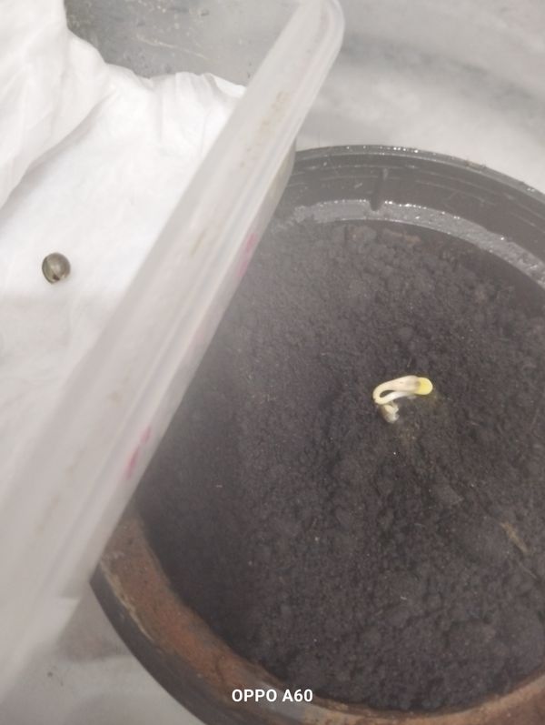 Identificação da planta mulungu por foto
