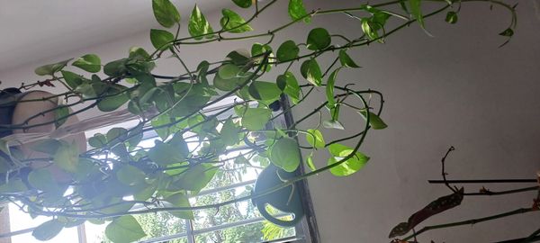 Identificação da planta Jiboia por foto