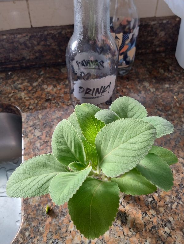Identificação da planta Boldo por foto