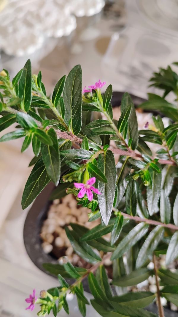 Identificação da planta Falsa-érica por foto