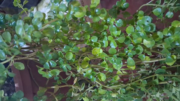 Identificação da planta Dinheiro em penca por foto