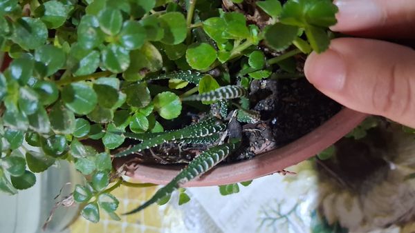 Identificação da planta Suculenta Rabo de Tatu por foto