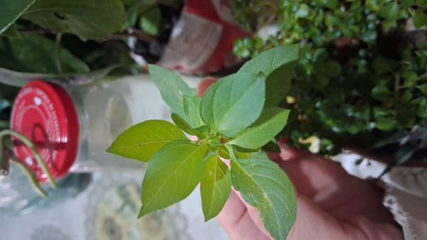 Identificação da planta Manjericão por foto