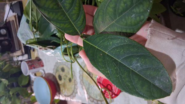 Identificação da planta Jaca por foto