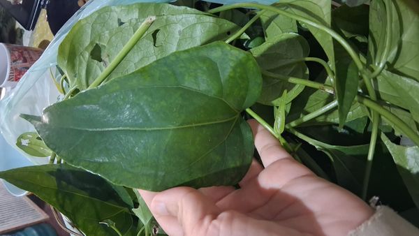 Identificação da planta Guaco por foto