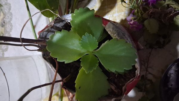 Identificação da planta Aranto por foto