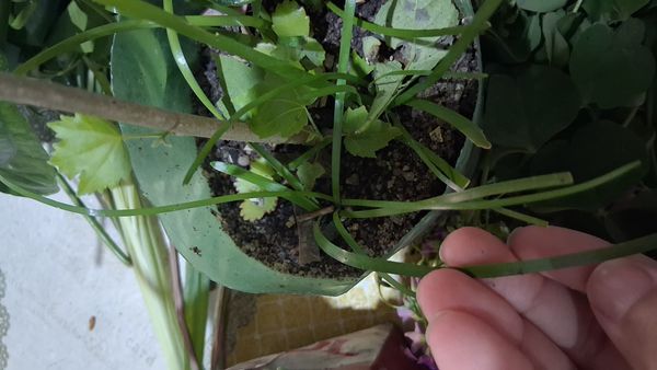 Identificação da planta Lírio-da-chuva por foto