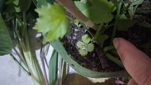 Identificação da planta Mãe-de-milhares por foto