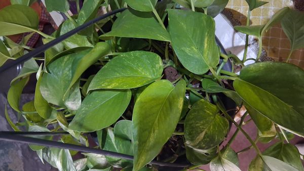 Identificação da planta Jiboia por foto