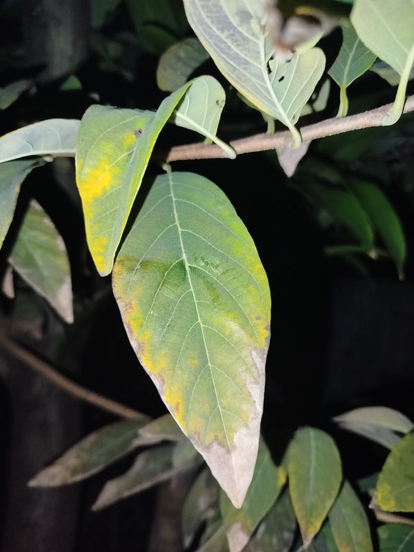 Identificação da planta Fruta-do-conde por foto