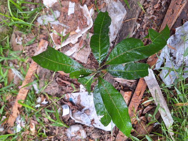 Identificação da planta Amêndoa-de-praia por foto
