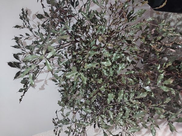 Identificação da planta Leea rubra por foto