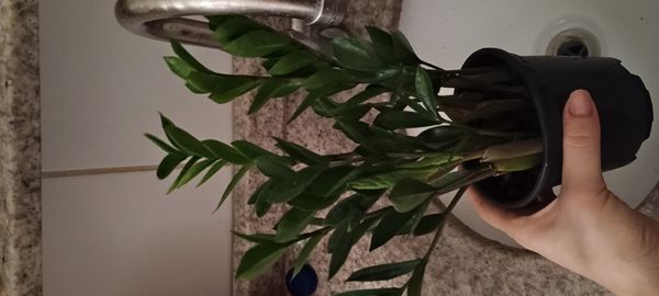 Identificação da planta Zamioculcas por foto
