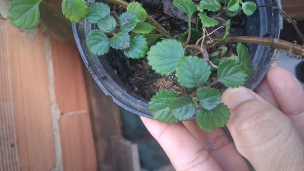 Identificação da planta Dólar por foto
