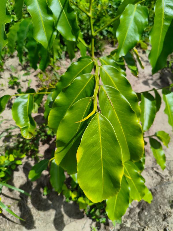 Identificação da planta Baru por foto