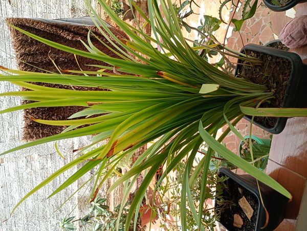 Identificação da planta Watsonia por foto