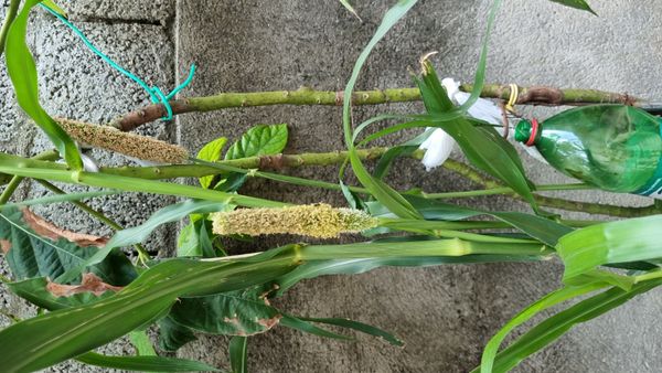 Identificação da planta Milheto por foto