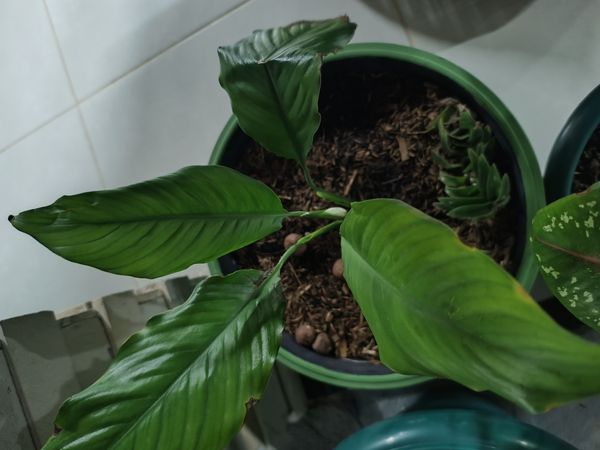 Identificação da planta Lírio da paz por foto