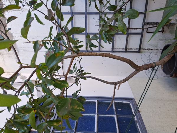 Identificação da planta Canela por foto