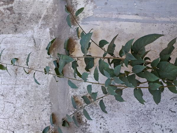 Identificação da planta Orelha-de-onça por foto