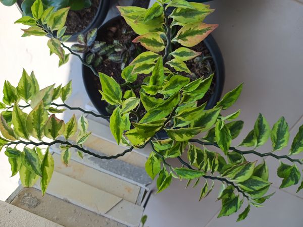 Identificação da planta Dois Amores por foto
