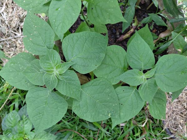 Identificação da planta Desconhecido por foto