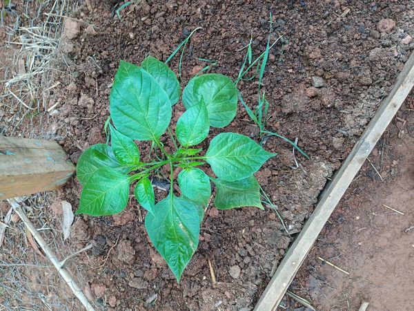 Identificação da planta Malagueta por foto