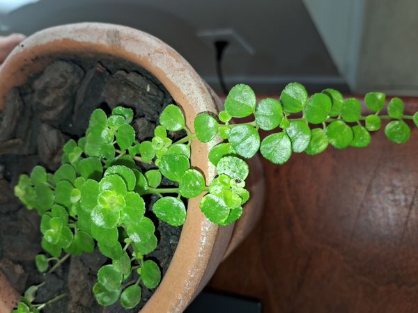 Identificação da planta Dinheiro em penca por foto