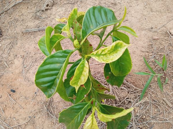 Identificação da planta Café por foto