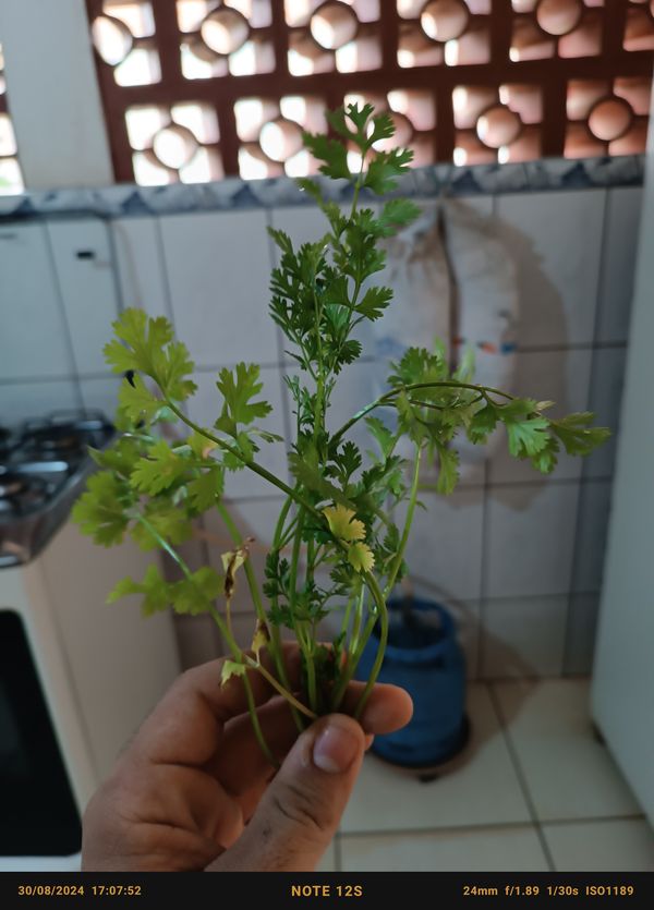 Identificação da planta Coentro por foto