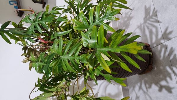 Identificação da planta Costela de Adão por foto