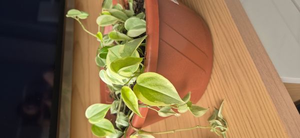 Identificação da planta Oriri por foto