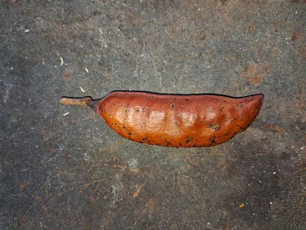 Identificação da planta Jucá por foto