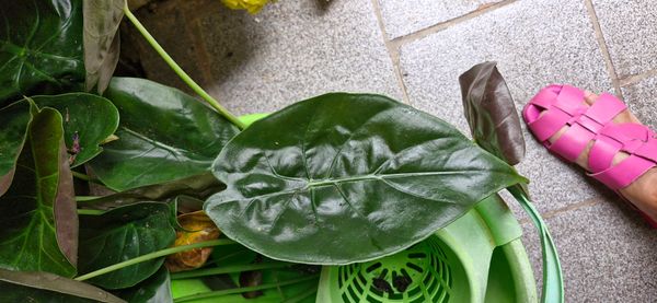 Identificação da planta Alocásia por foto