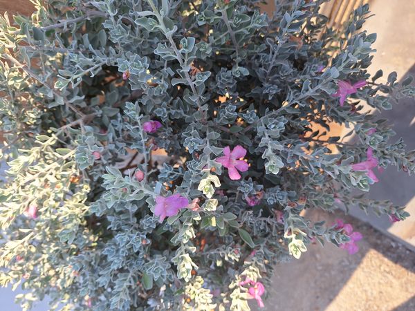 Identificação da planta Sálvia-do-Texas por foto