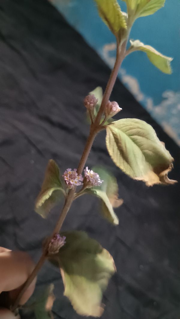 Identificação da planta Cidreira por foto