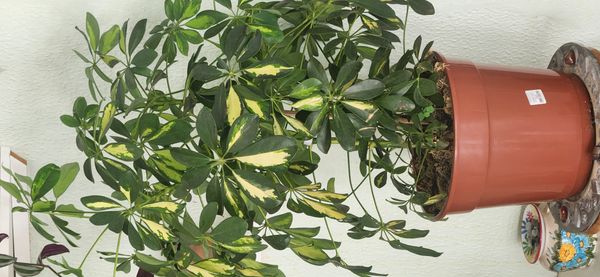 Identificação da planta Cheflera por foto