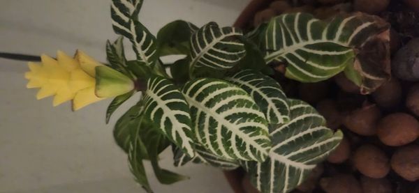 Identificação da planta Planta zebra por foto