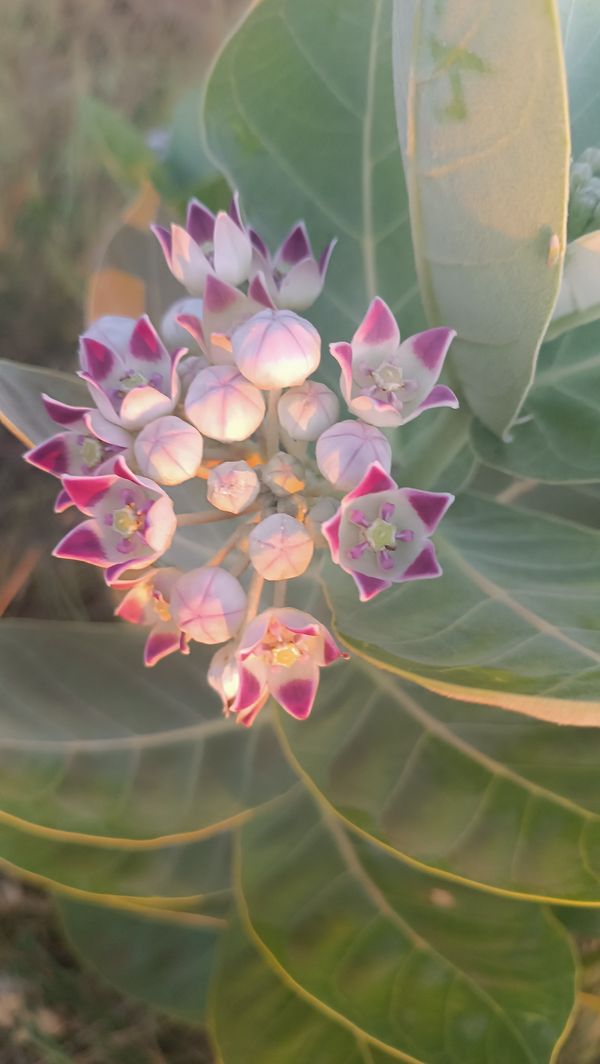 Identificação da planta Flor-de-seda por foto
