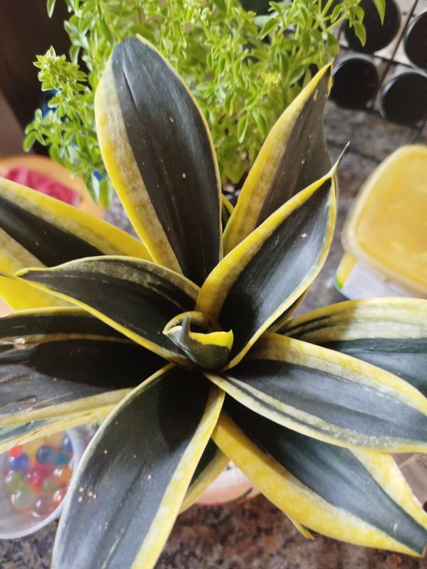 Identificação da planta Espada de são jorge por foto