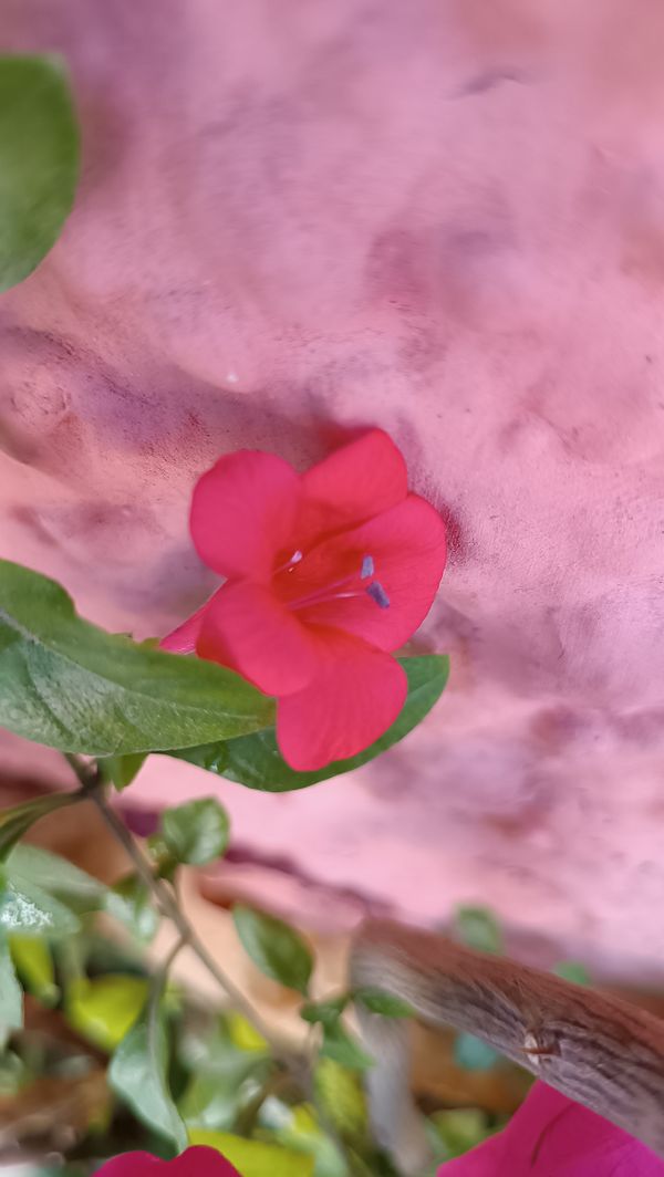 Identificação da planta Espinho-de-cristo por foto