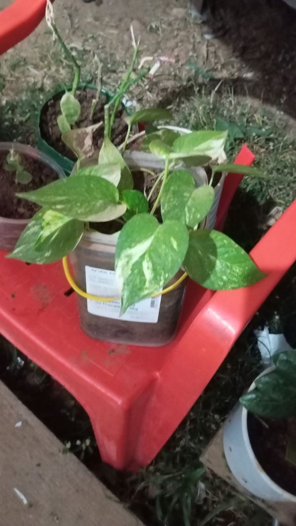 Identificação da planta Jiboia por foto
