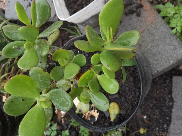 Identificação da planta Planta-jade por foto